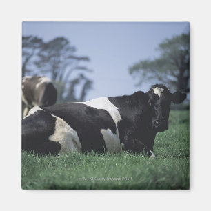 Aimant vaches dans un pâturage