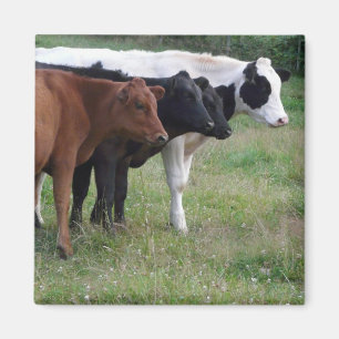 Aimant Vaches dans une rangée