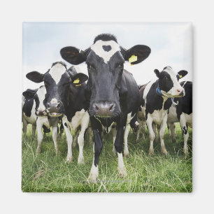 Aimant Vaches debout dans une rangée regardant la caméra