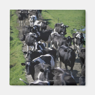 Aimant Vaches laitières attendant la traite