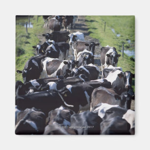 Aimant Vaches laitières de Fresian, attendant la traite,