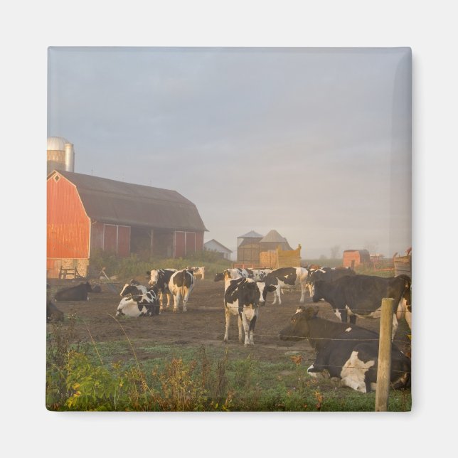 Aimant Vaches laitières Holstein à l'extérieur d'une gran (Devant)
