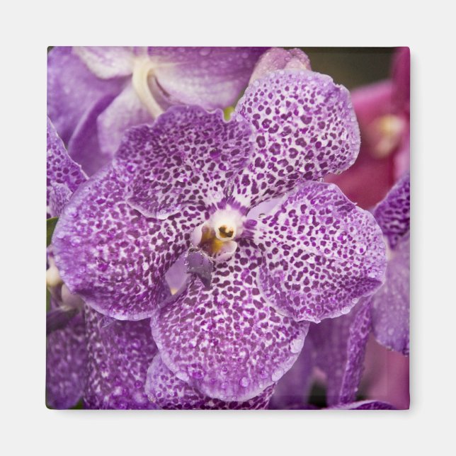Aimant Vanda Orchid (Devant)