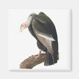 Aimant Vautour de Californie (Condor), Audubon Fine Art