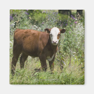 Aimant Veau de Hereford (Taureau de Bos) dans le pâturage
