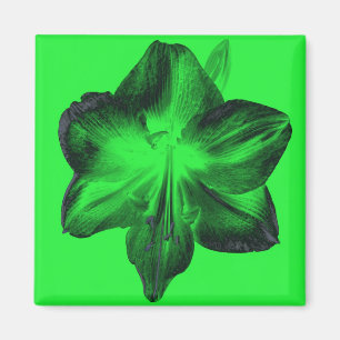 Aimant Vert foncé sur vert clair Amaryllis
