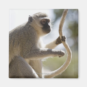 Aimant Vervet singe tenant la queue