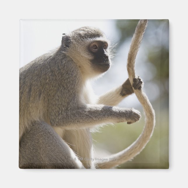 Aimant Vervet singe tenant la queue (Devant)