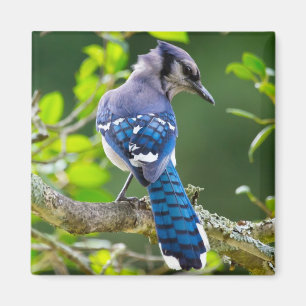 Aimant Vêtements Cadeaux de Photographie de Nature Geai B