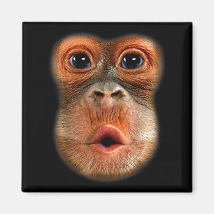 Aimant Vidéo virale drôle et cool du ventre de singe