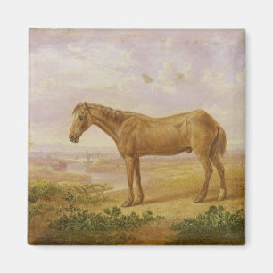 Aimant Vieux Billy, un cheval de trait, âgé 62 (huile s