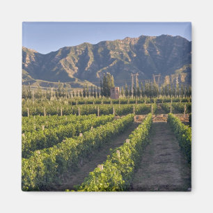 Aimant vignes de Cabernet Sauvignon à Huailai Rongchen