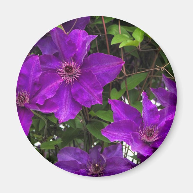 Aimant Vine de Jackmanii Clematis violet (Devant)