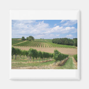 Aimant Vineyard - Vignoble (Bordeaux - France) 04