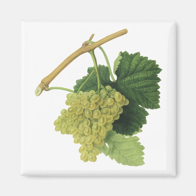 Aimant Vins blancs sur la vigne, fruits alimentaires Vint (Devant)