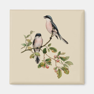 Aimant Vintage de beaux oiseaux sur le beige