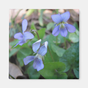 Aimant Violets Bleus
