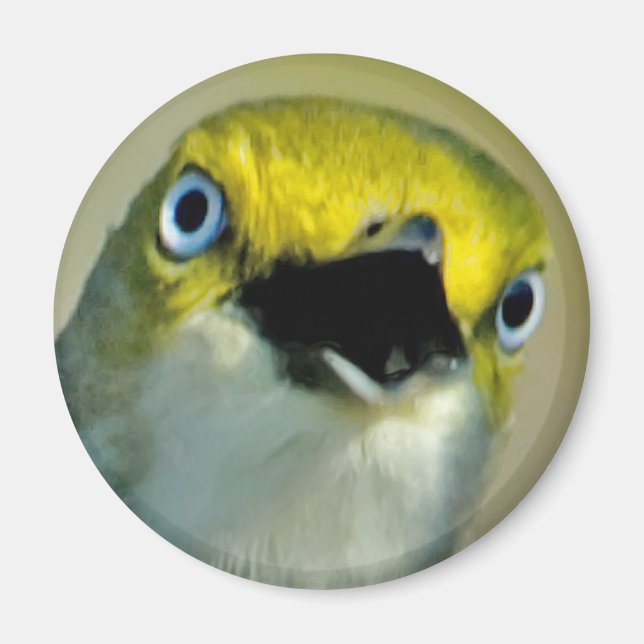 Aimant Vireo aux yeux blancs (Devant)