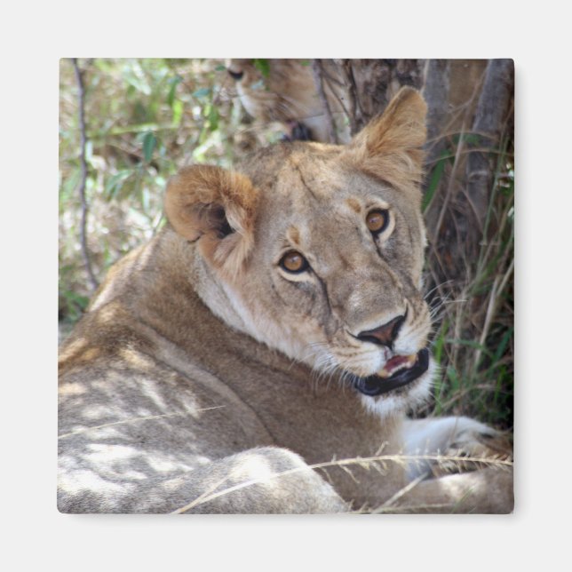 Aimant visage de lionne (Devant)