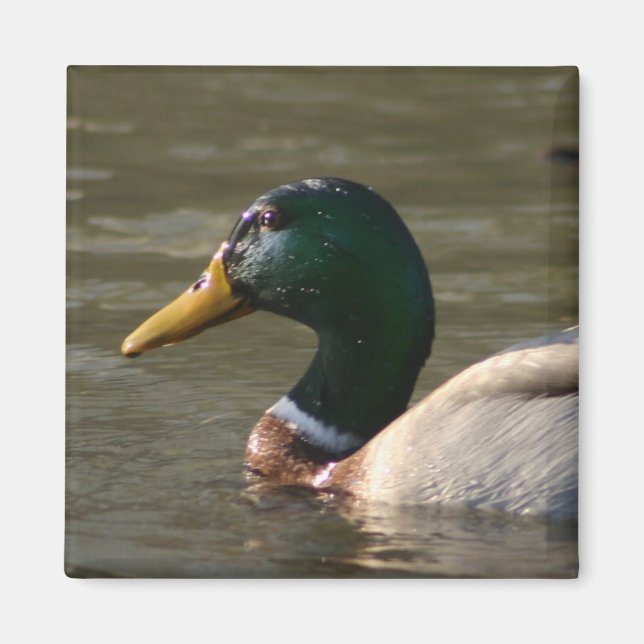 Aimant Visage de Mallard (Devant)