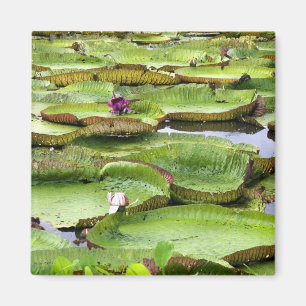 Aimant Vitoria Regis, nénuphars géants de l'Amazonie