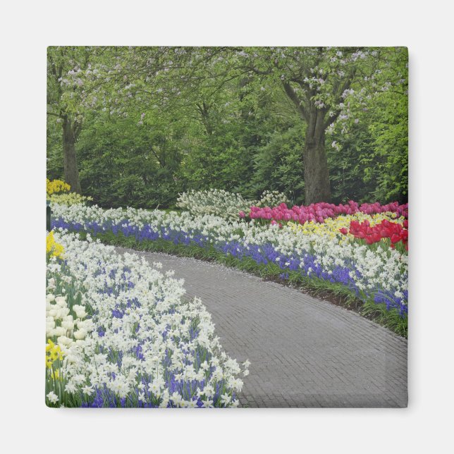 Aimant Voie de trottoir à travers tulipes et jonquilles, (Devant)