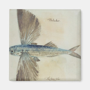 Aimant Vol-Poisson