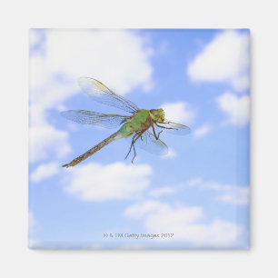 Aimant Vol vert de darner (junius d'Anax) contre