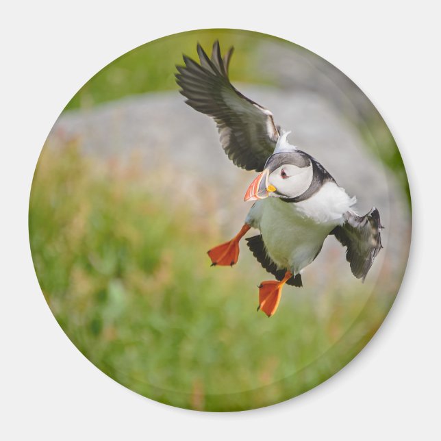 Aimant volant autour de l'Atlantique Puffin (Devant)