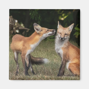 Aimant Vous Avez Une Menthe ?