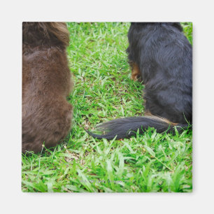 Aimant Vue arrière de deux chiens de teckel