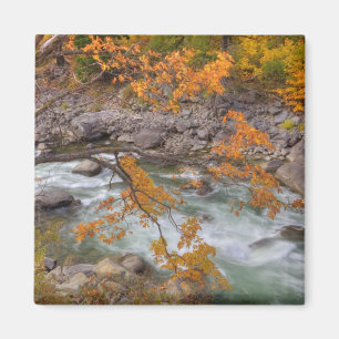 Aimant WA, forêt nationale de Wenatchee, érable et