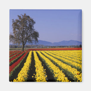 Aimant WA, Skagit Valley, Skagit Valley Tulip 2