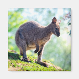 Aimant Wallaby