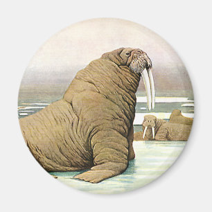 Aimant Walrus vintage sur Iceberg en Arctique, Animaux sa