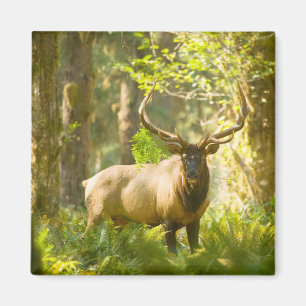 Aimant Wapiti de Roosevelt Parc national Olympique, Was