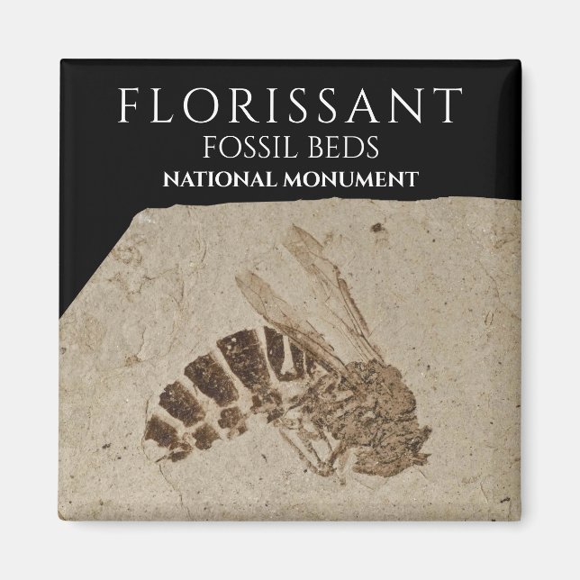 Aimant Wasp Fossil Florissant Fossil Lits Fossil National (Devant)
