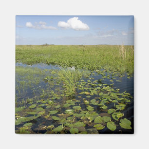 Aimant Water lilis and sawgrass en Floride everglades