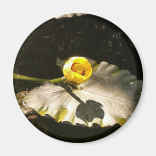 Aimant WaterLilly