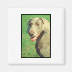 Aimant Weimaraner
