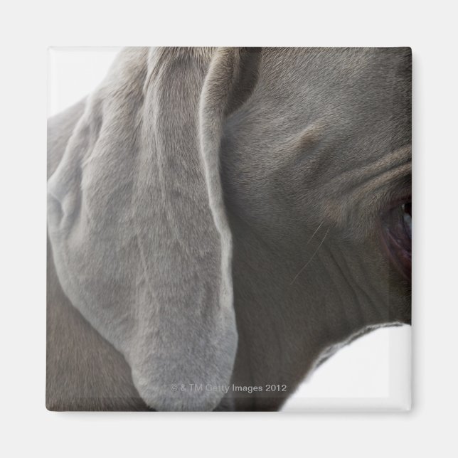 Aimant Weimaraner 3 (Devant)