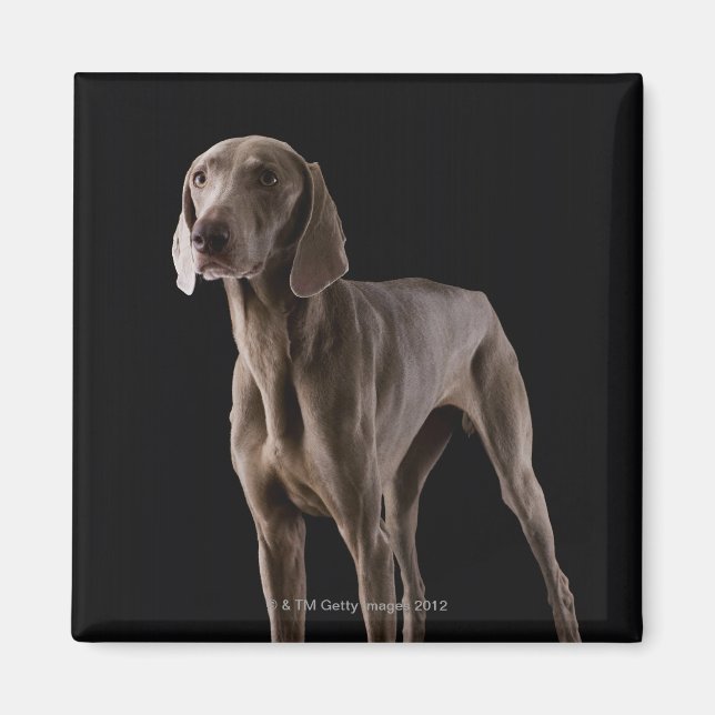 Aimant Weimaraner, studio tourné (Devant)