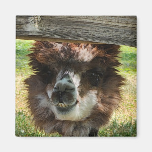 Aimant Weird Alpaca