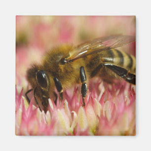 Aimant Western Honey Bee Macro
