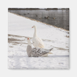 Aimant Whats Up Goose
