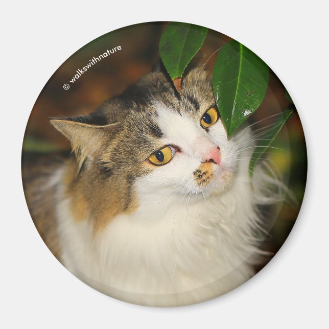 Aimant Whimsical Le Chat et la Camellia (Devant)