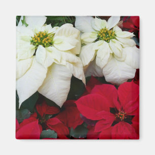 Aimant White and Red Poinsettias