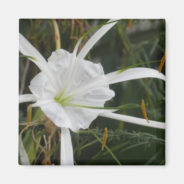 Aimant White Beach Spider Lily Lys Photo Fleur (Devant)
