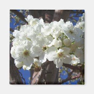 Aimant White Blossoms II