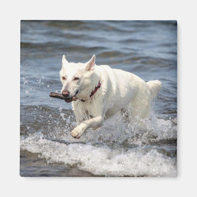 Aimant White German Shepard sur le lac George (Devant)